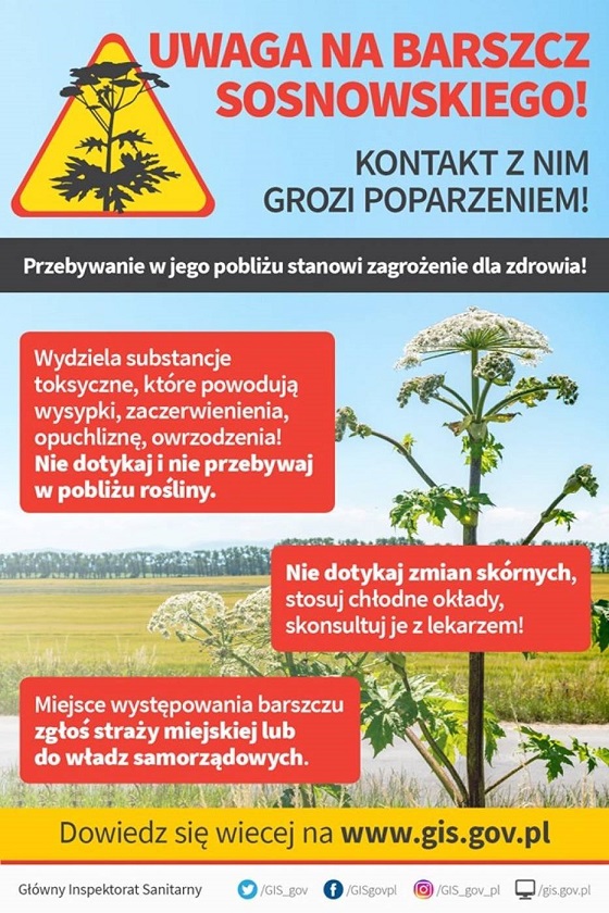 Ulotka informacyjna - Barszcz Sosnowskiego