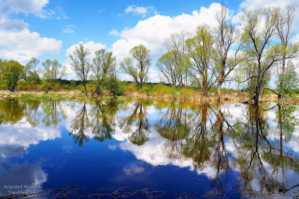 Fotografia „Trees in the clouds” przedstawiająca malownicze zakole Liswarty w Troninach, autorstwa Krzysztofa Muskalskiego.