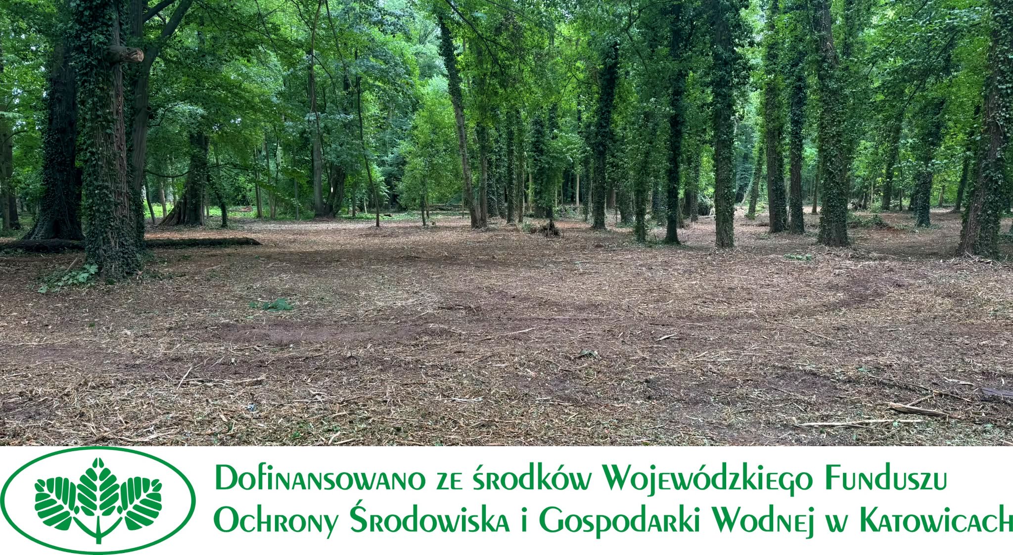 Zdjęcie parku w Parzymiechach po wycince samosiejek
