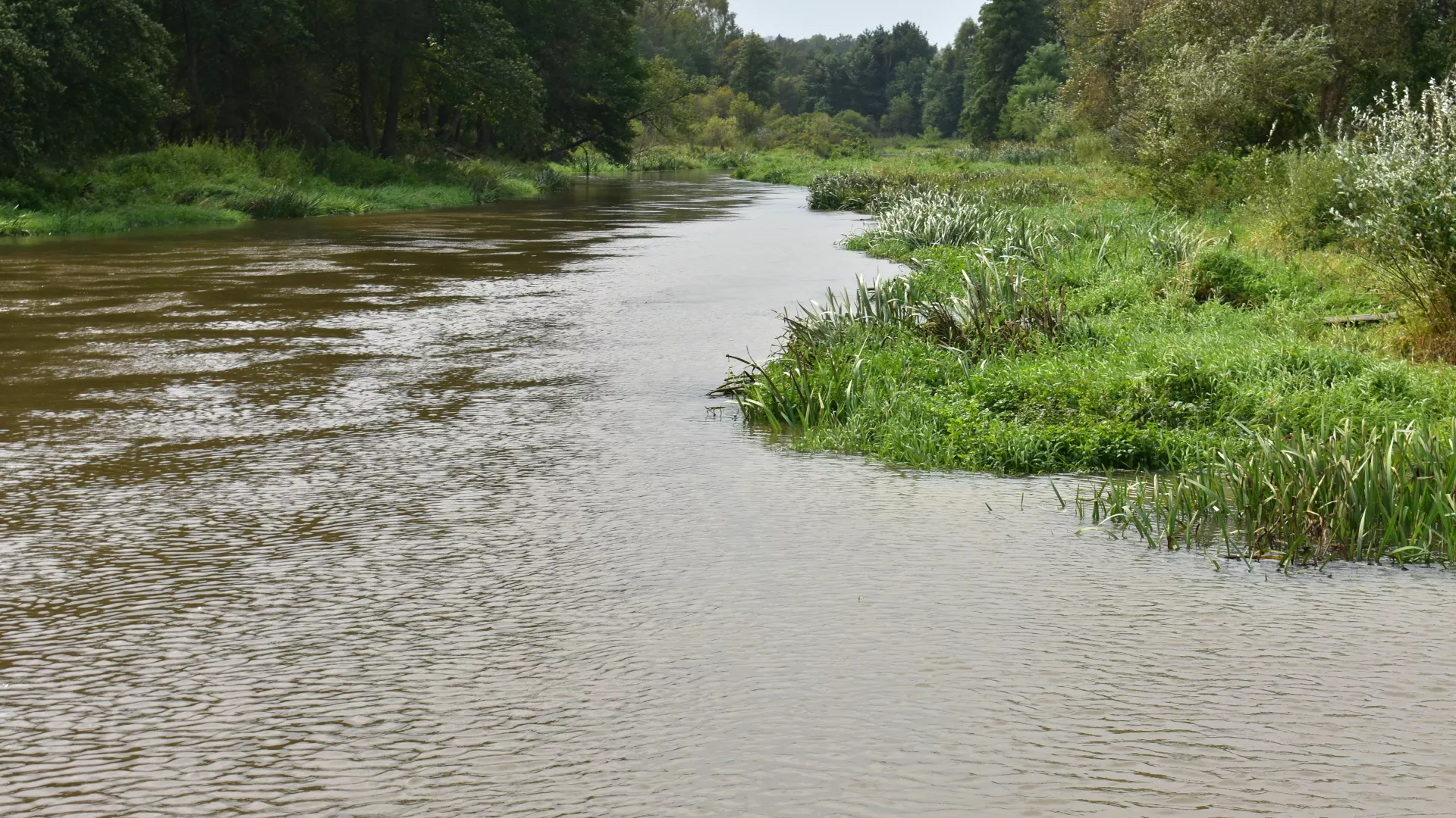 Stan obecny Liswarty w Szyszkowie.
