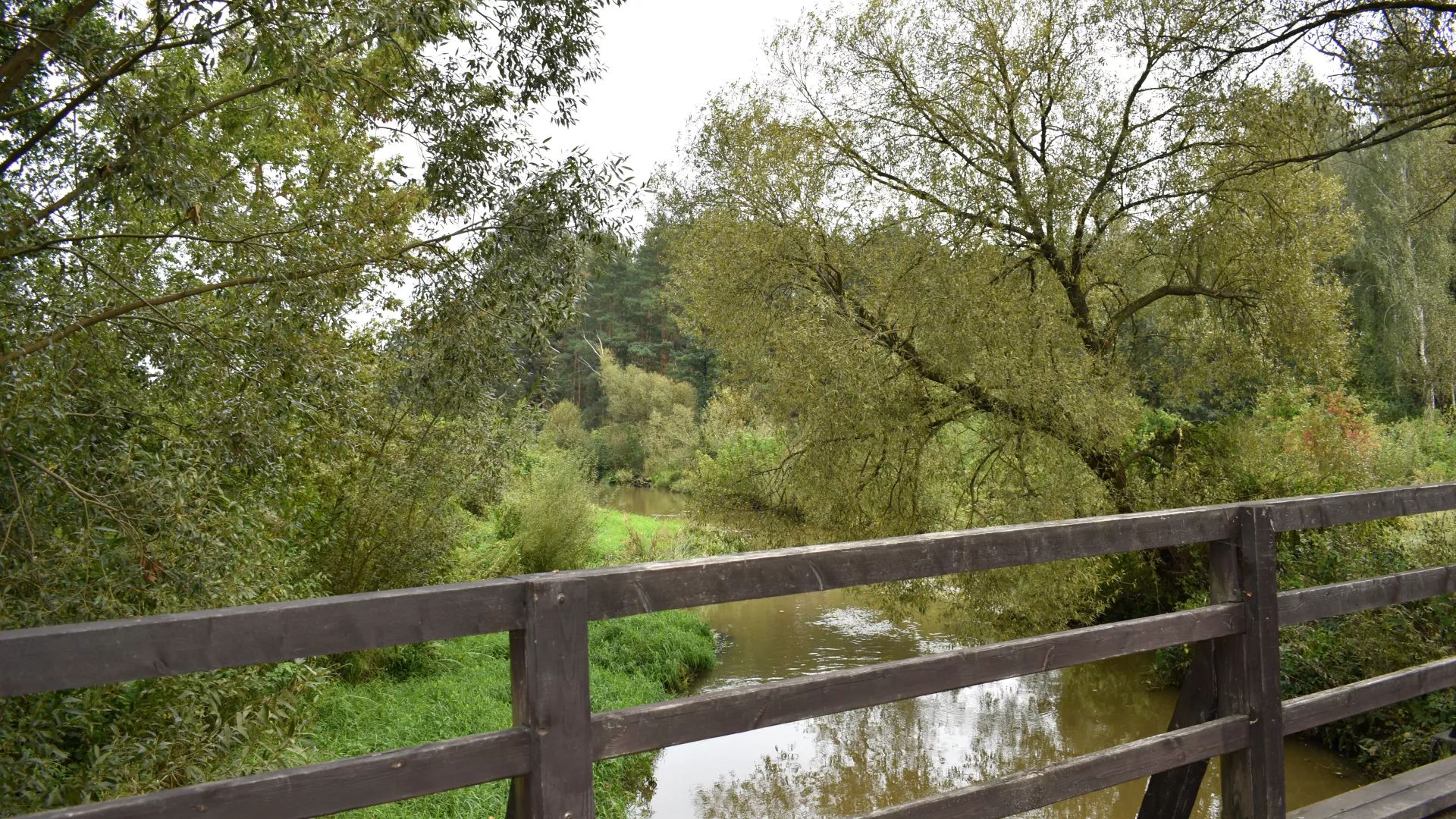 Stan obecny Liswarty w Rębielicach Szlacheckich.