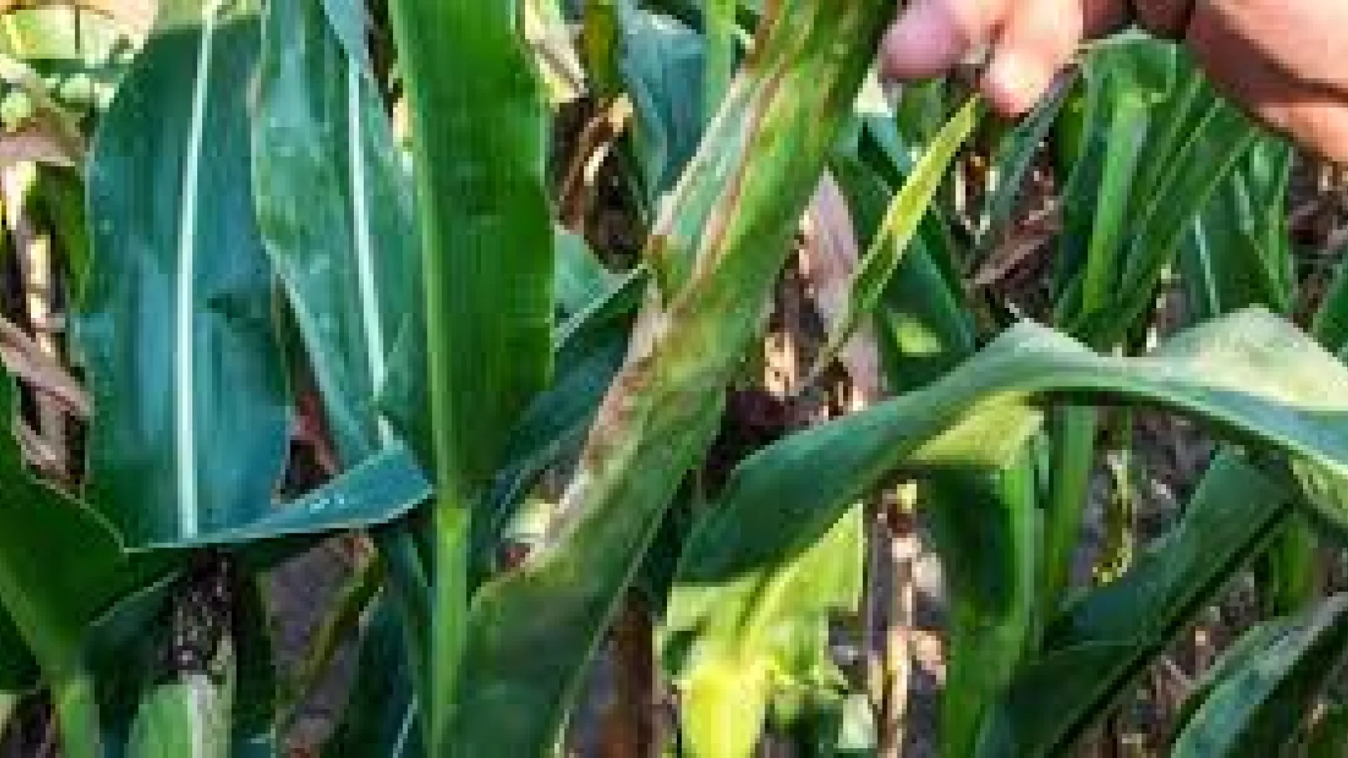 Zdjecie przedstawia wysuszone zboże