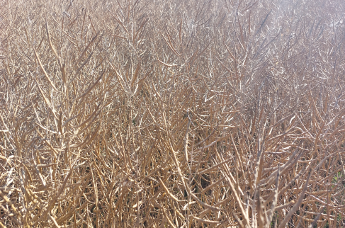 wysyszone kłosy zboż